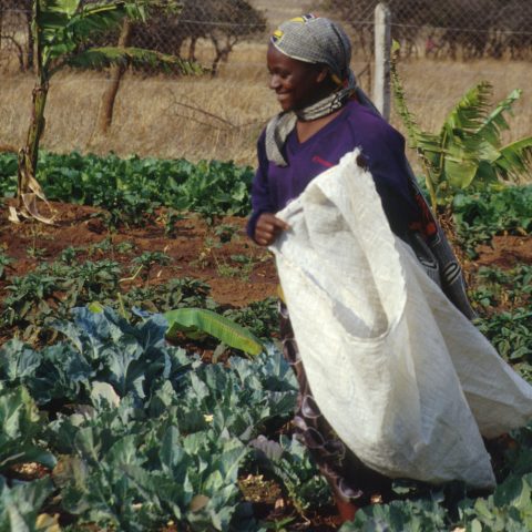 Improved Agricultural Opportunities for youth and women of the Gambia