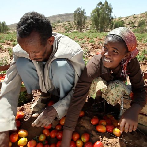 Migrazione, imprenditorialità agricola e sviluppo sostenibile